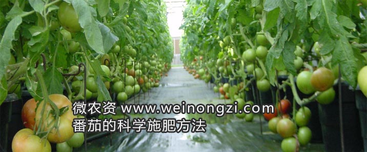番茄的科学施肥方法