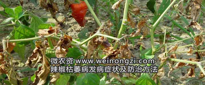 辣椒枯萎病发病症状及防治方法