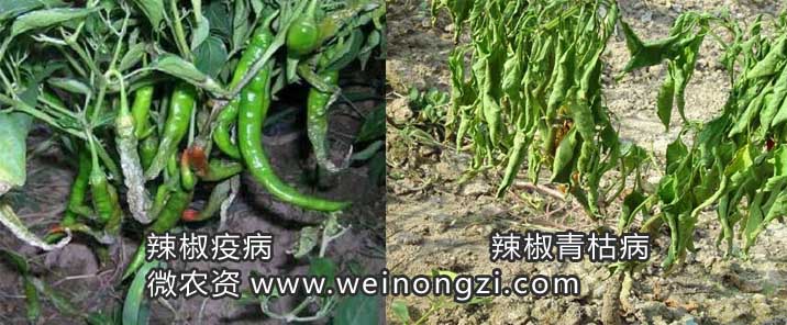 辣椒疫病、青枯病、根腐病、枯萎病特点