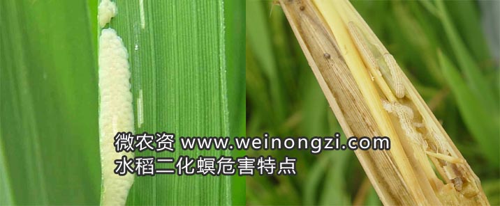 水稻二化螟危害特点及形态特征