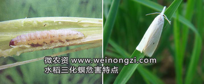 水稻三化螟
