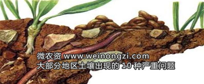 土壤