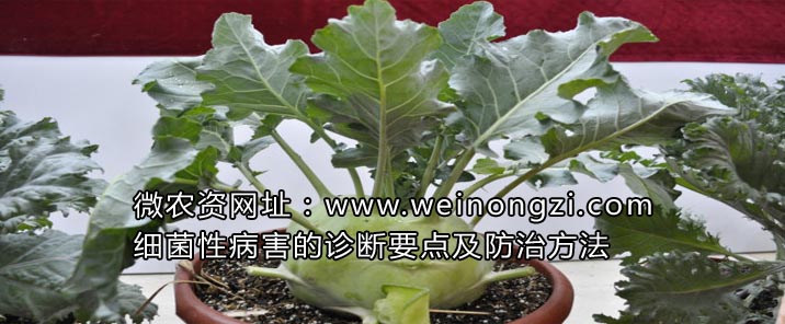 细菌性病害