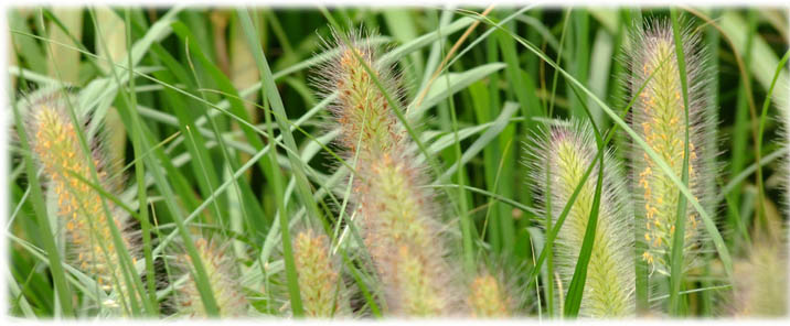芽前除草剂及芽后除草剂的相关知识