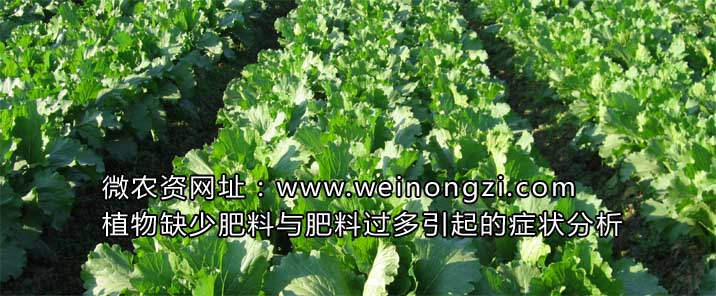 植物缺少肥料与肥料过多引起的症状分析