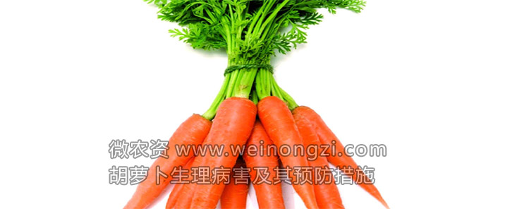 胡萝卜生理病害及其预防措施