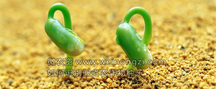 如何识别假劣农作物种子