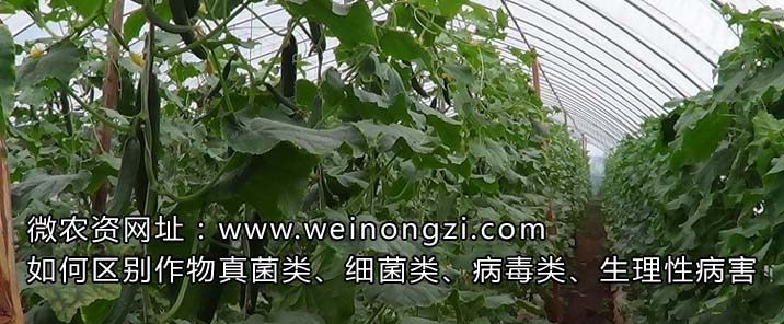如何区别作物真菌类、细菌类、病毒类、生理性病害