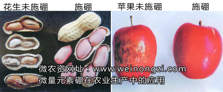 微量元素硼在农业生产中的应用