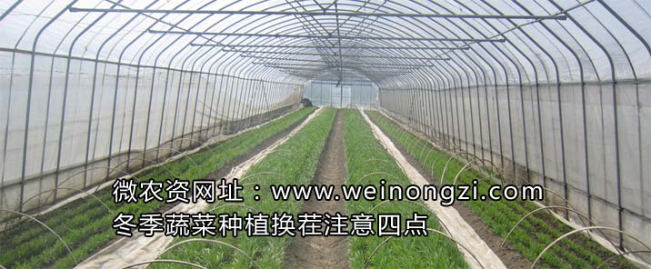 蔬菜换茬