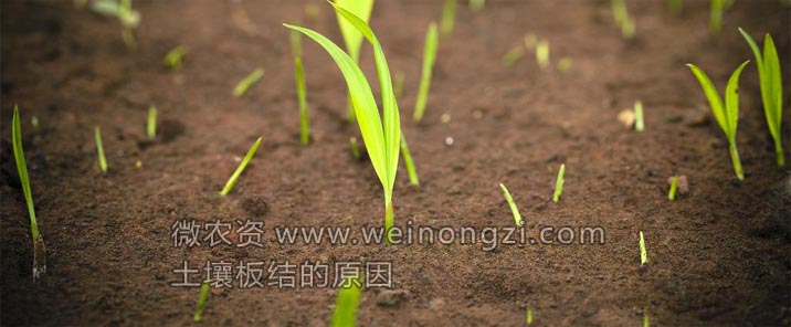 土壤板结的原因