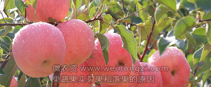 果树蔬菜果实裂果和落果的原因