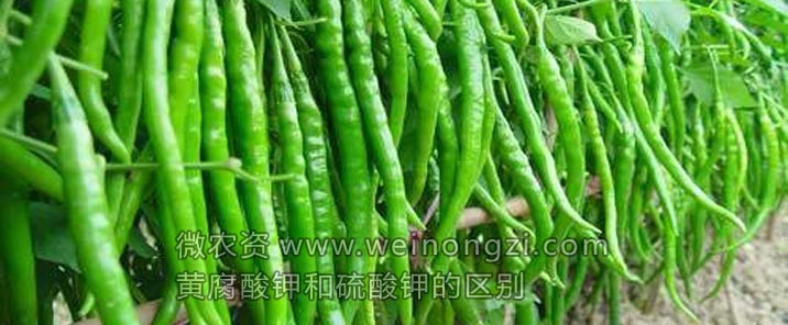 黄腐酸钾和硫酸钾的区别