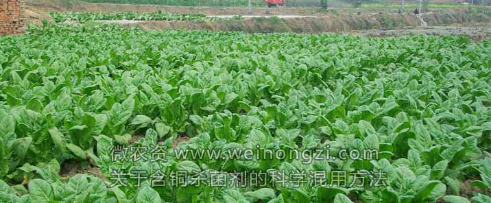 含铜杀菌剂
