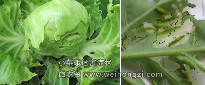 小菜蛾知识详解