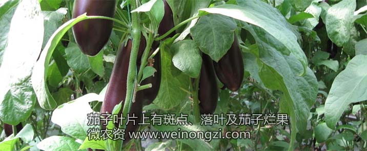 茄子斑点