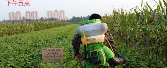 农药药害到底是怎么发生的？