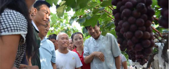 户太八号葡萄采后管理要点