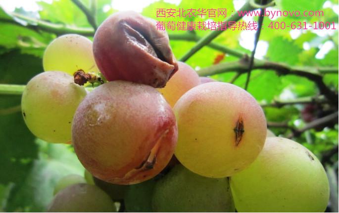 如何解决葡萄裂果，十大建议