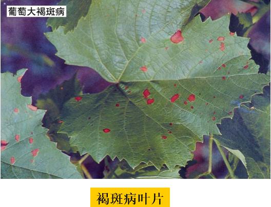 葡萄褐斑病发病规律，危害叶片怎么防治？