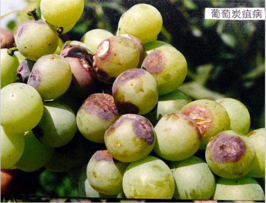 葡萄炭疽病用什么药防治？