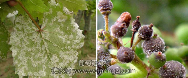 葡萄霜霉病