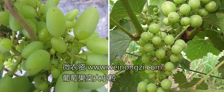 葡萄果实大小粒的原因