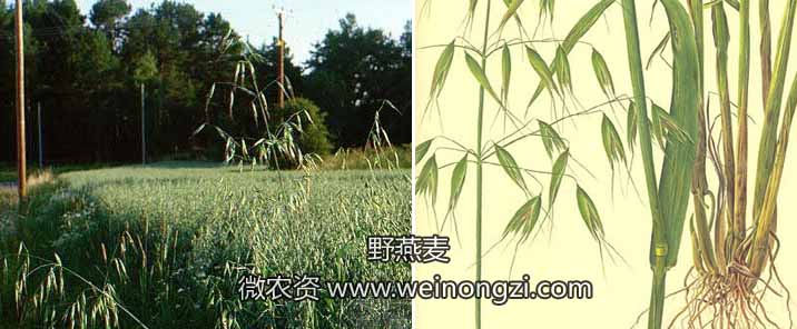 小麦田杂草之野燕麦