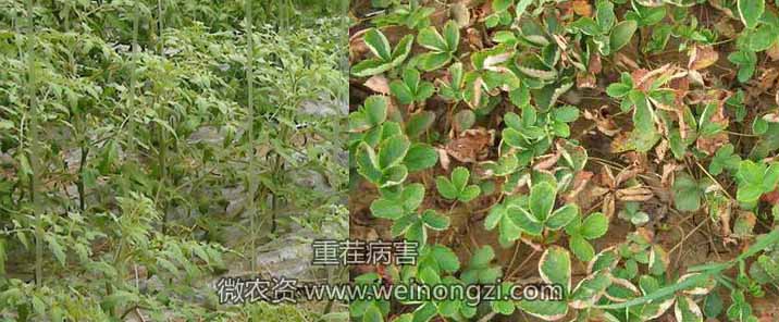 重茬病害的四大原因及防治措施