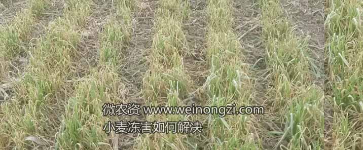 小麦冻害怎么办？每天农资