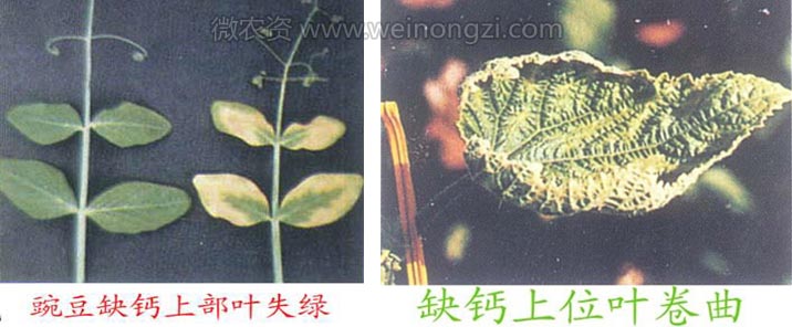 钙在农作物上的作用及使用方法
