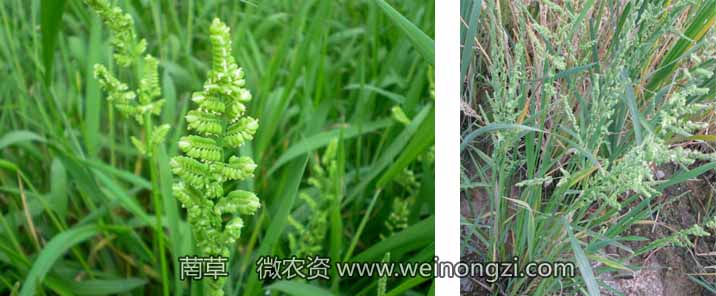 小麦田杂草之菵草