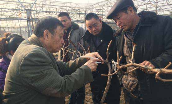 晁无疾教授解说寒潮下葡萄冻害解决方案