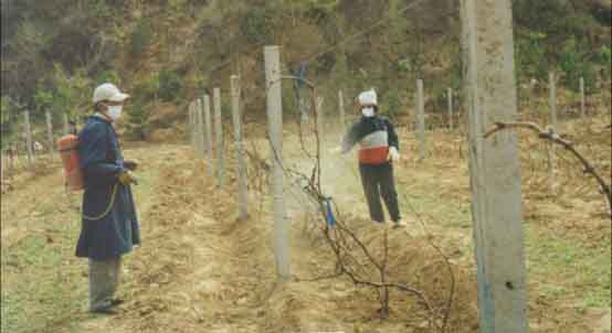 葡萄清园具体方法