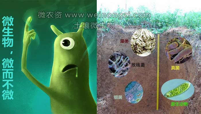 土壤微生物，微而不微