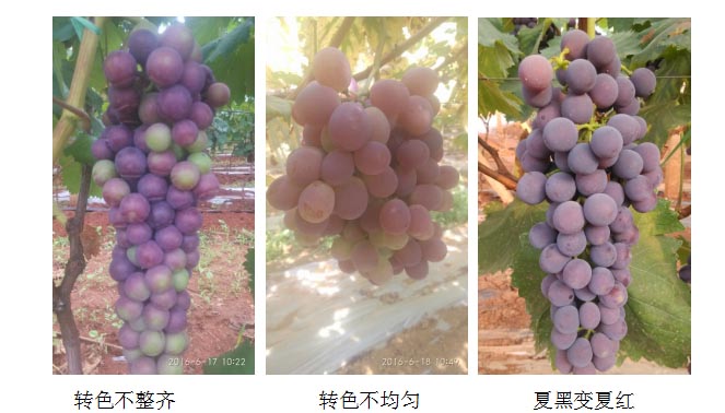 葡萄不转色，葡萄转色不均匀，你该这么做！