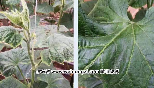 常见蔬菜缺钙症状表现大全