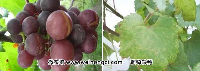wnz16090302.webp