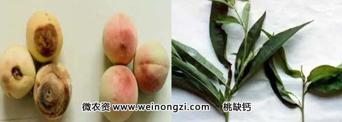 wnz16090303.webp