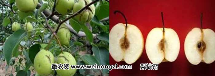 wnz16090304.webp