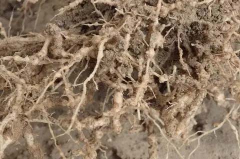 用对阿维噻唑膦颗粒，有效防治根结线虫