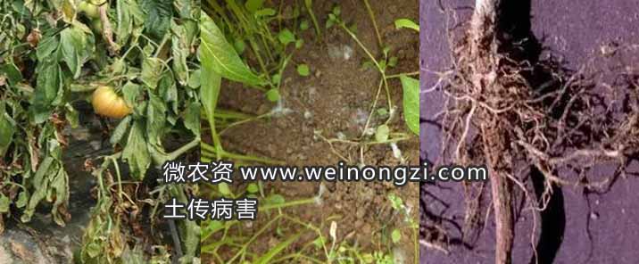 什么是土传病害？土传病害图片，引起土传病害的原因