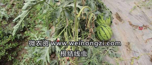 西瓜根结线虫怎么治？用阿维噻唑膦