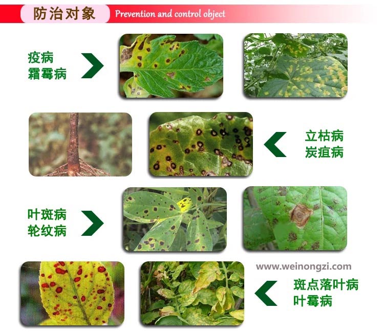 唑醚代森联