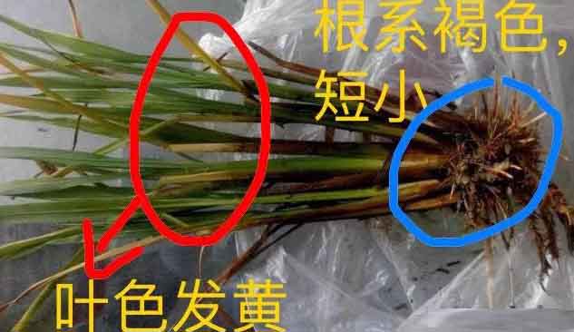 水稻除草剂药害