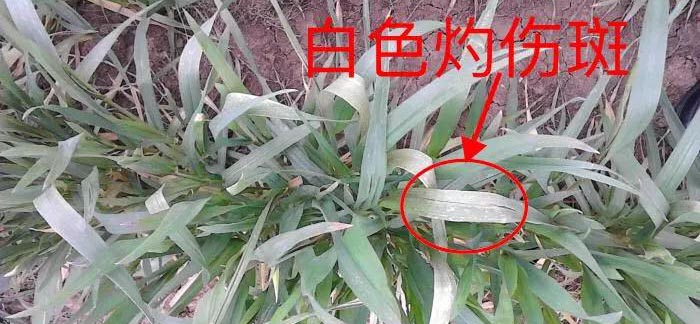 小麦除草剂药害