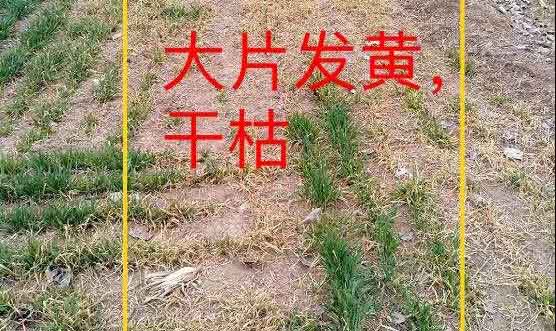 小麦除草剂药害