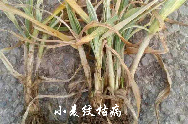 小麦纹枯病