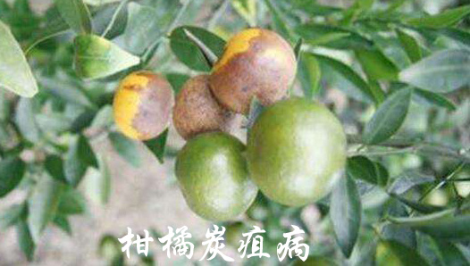 柑橘炭疽病