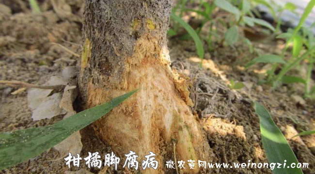 柑橘脚腐病
